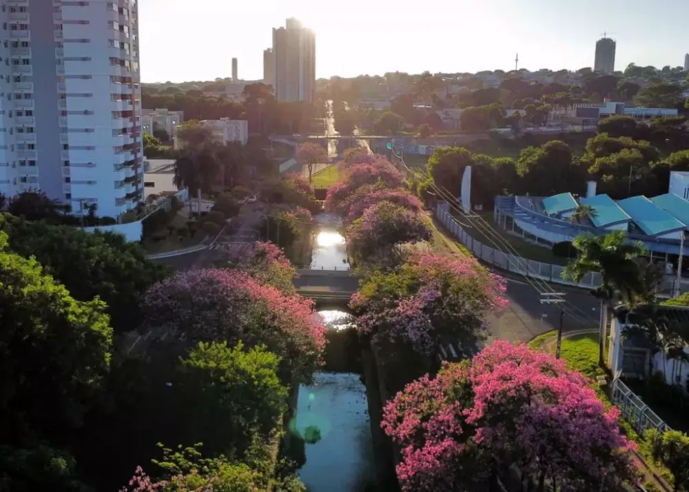 Paineiras vão além da beleza: ajudam a combater enchentes e alimentam a fauna na Capital