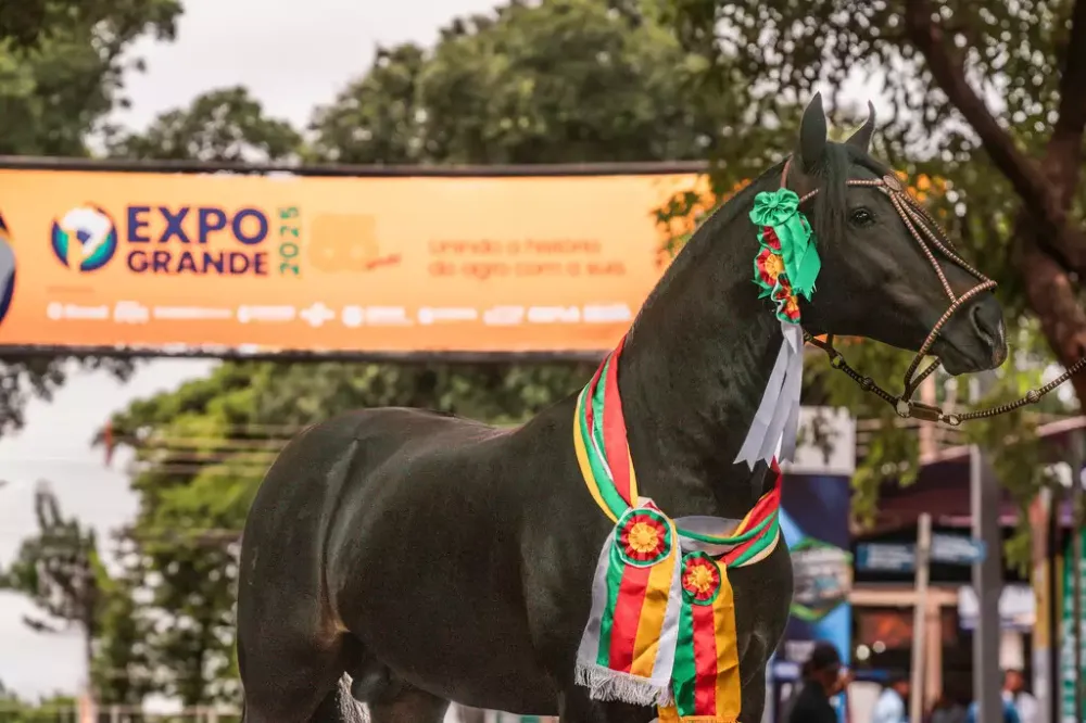 Campo Grande se destaca como vitrine nacional do Cavalo Crioulo em seletiva para a Expointer