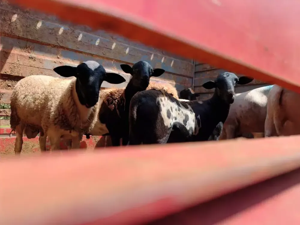 Campo Grande realiza primeiro embarque de ovinos da agricultura familiar