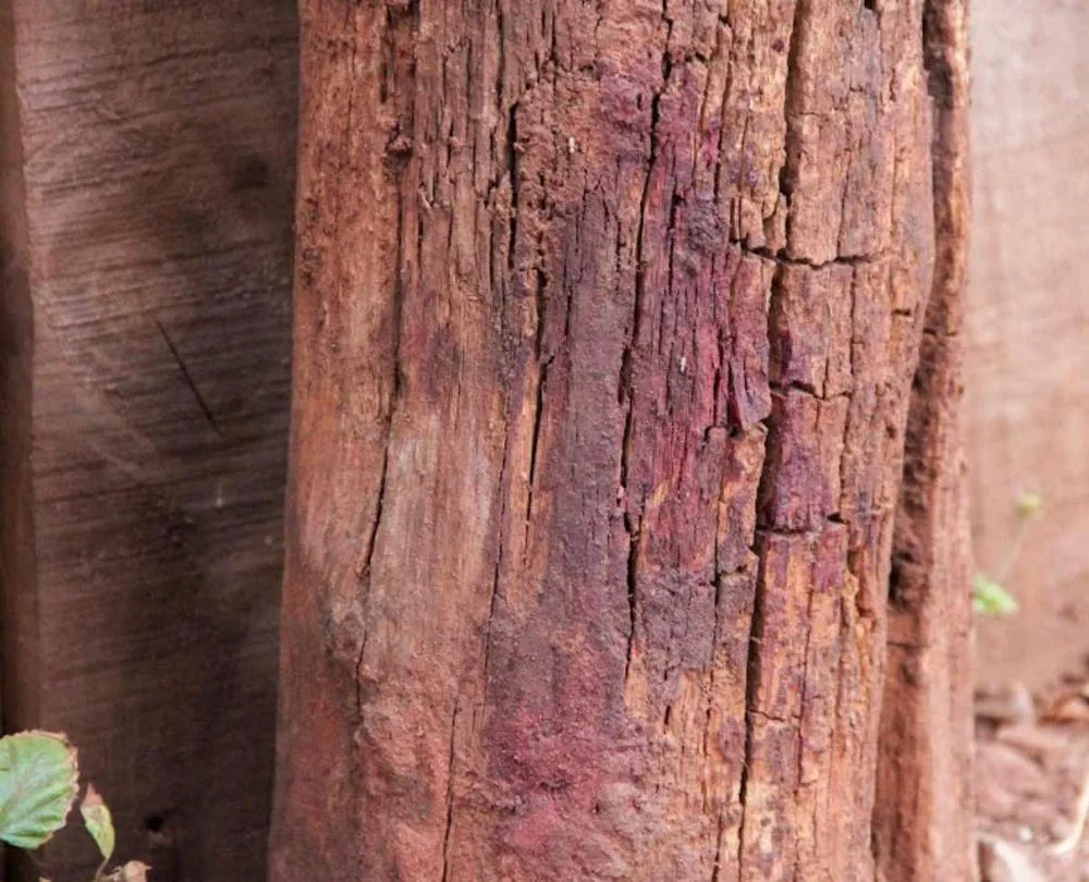 Juarez Paulo da Silva morre após ser agredido durante tentativa de enforcamento de mulher